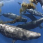 One Step Closer to Conserving High Seas Biodiversity
