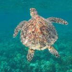 High Seas Alliance Newsletter – Spring 2021