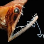 ¿Alienígenas en Marte? ¿Y por qué no más Cerca de Casa?