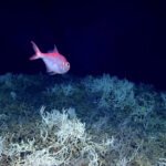 High Seas Alliance Briefing: A Landmark Ocean Biodiversity Treaty to Protect the High Seas Now and For the Future