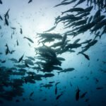 COP21 and Landmark Paris Agreement Boost Ocean Recognition