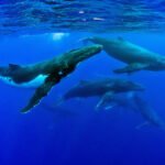 Nature Beyond Borders: The Crucial Role of High Seas Marine Protected Areas for Migratory Species