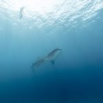 High Seas Alliance and Prospect Round Table