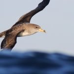 Study finds high seas constitute critical at-sea area for albatross
