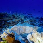 Coral Reefs on the High Seas Coalition launches website
