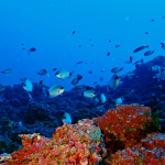 Building Ambition for a new High Seas Treaty – IUCN Webinars
