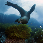 International Day for Biological Diversity