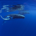 New global ocean treaty: Historic action for the High Seas