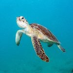 What does ambition look like for the High Seas Treaty?