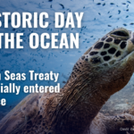 Historic High Seas Treaty enters into force, launching a new era of global ocean governance